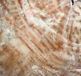 Petrified Wood (Araucaria) Round - Arizona #42048-1